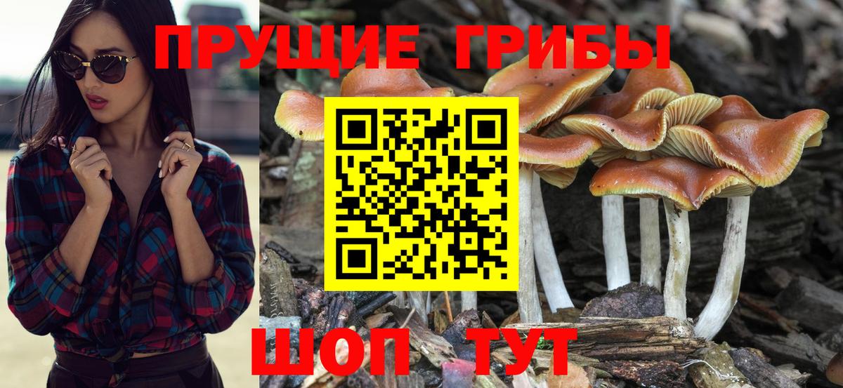 МЕФ Ленинск-Кузнецкий